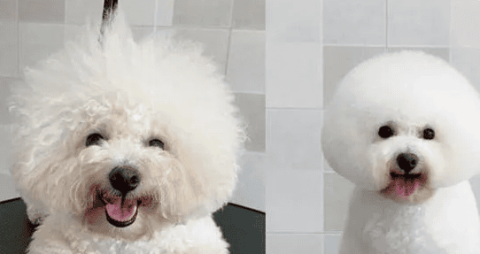 How much does a Bichon Frize cost? The approximate price of a Bichon Frize is around 1,000-3,500 yuan.