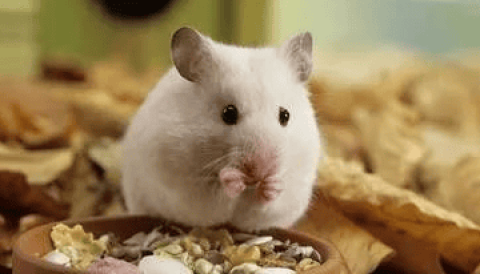 Hamster's living habits