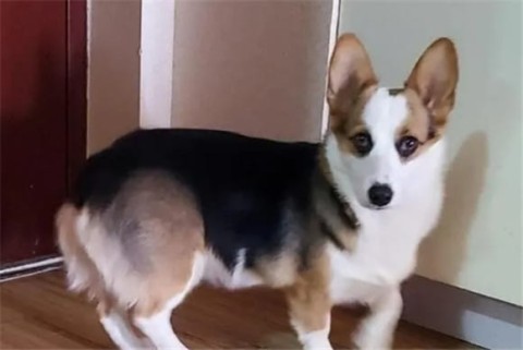 The difference between black and white corgis and three color corgis