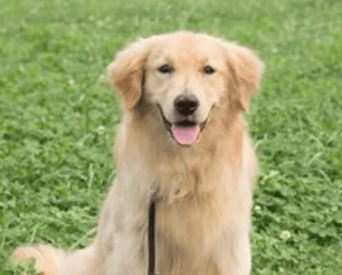 Golden Retriever: The heart-warming family guardian