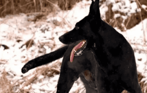 Characteristic pictures of black wolfdog tail