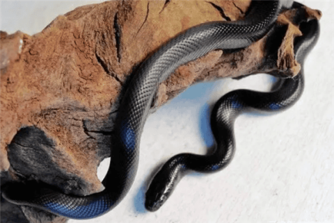 Are black king snakes docile? What are the physical characteristics?