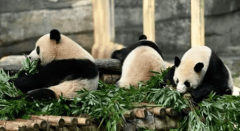 Why can't giant pandas live without bamboo?