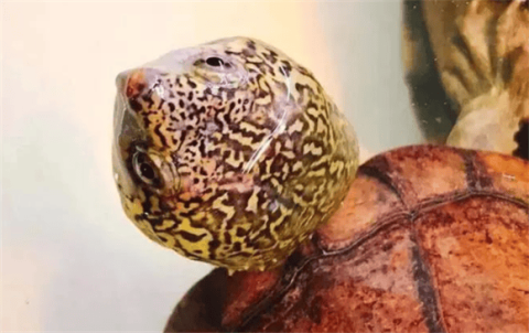 Mexican Tortoise – Care Guide