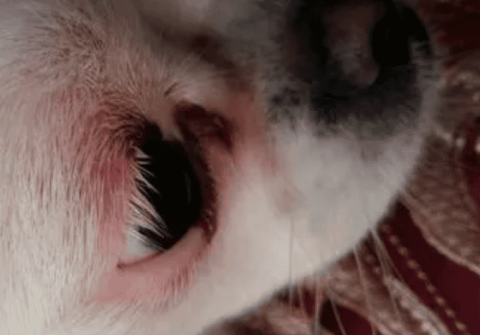 Why do dogs have red pimples on their eyelids?