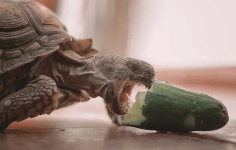 What can pet turtles eat?