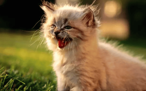 There are 7 behaviors that a cat will only have after you have 