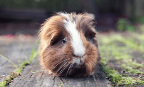 On the importance of crude fiber to the growth and development of guinea pigs