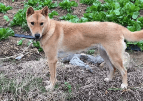 The difference between Guangxi native hound and native dog