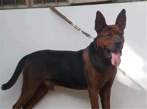 Laizhou Red Dog recognizes its owner after a few months