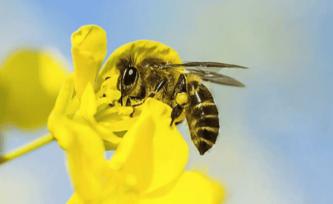 How long do bees generally live?