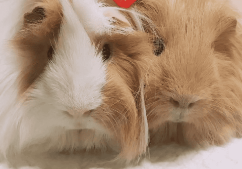 What is the eyesight of guinea pigs? I finally have the answer today