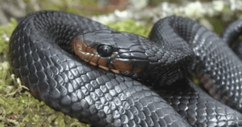 What kind of snake is a black snake? Let’s find out together