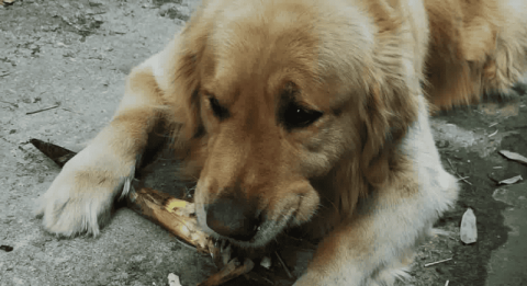 Can dogs eat bamboo shoots?