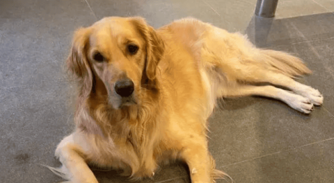 How smart are golden retrievers? He can observe people's emotions and help his master run errands.