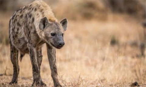 What is the difference between a hyena and a hyena?