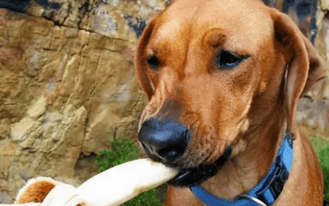 Can dogs eat bananas?