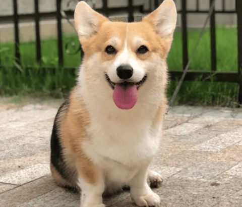 Yellow-headed three-color corgi's coat color changes from small to large