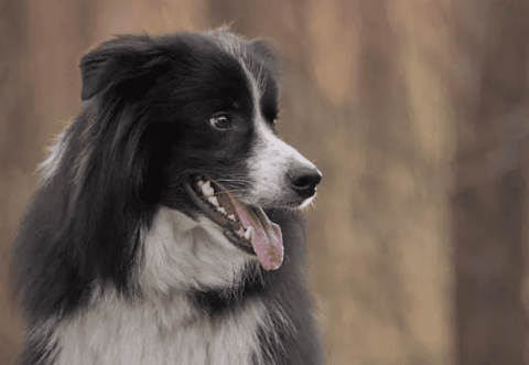 The Border Collie’s IQ dominates the dog world: the joy and maddening mystery brought by intelligence