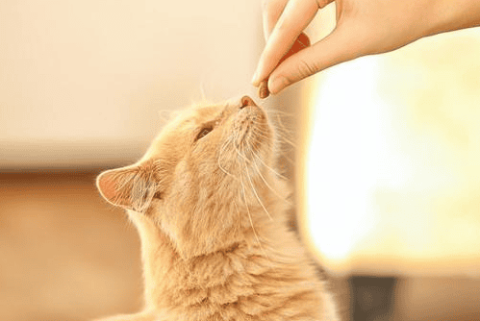 Do cats need constant company from their owners?