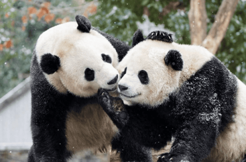 Cuteness is worth a fortune: “Giant panda craze” is not just in Chengdu