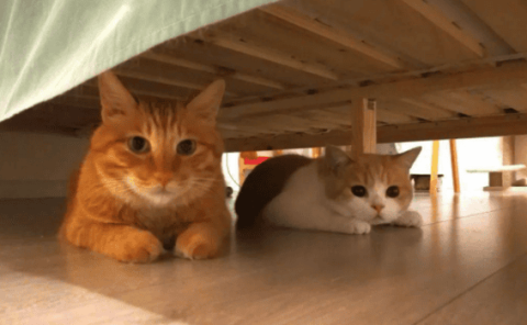 What does it mean when a cat sleeps under the bed?