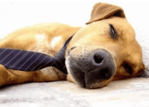 How to pronounce the difference between tired dog and rat dog