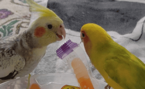 What fruits do peony parrots eat?