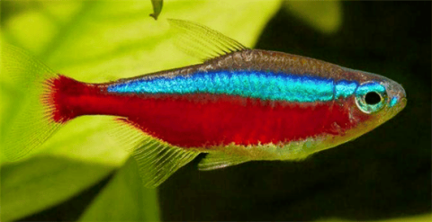 What are the most suitable small tropical fish for viewing in aquatic plants?