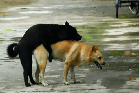 The whole process of dog mating