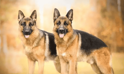 What breeds are military dogs generally?