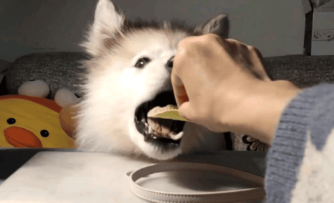 Can dogs eat potato chips?