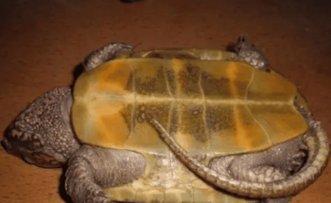 How to deal with the symptoms and treatment of heatstroke in turtles caused by high temperatures in summer