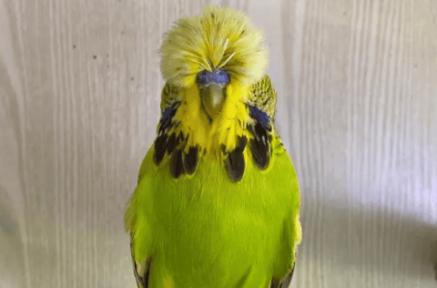 How much do you know about budgies? The origin of Chinese, European and Taiwanese blood