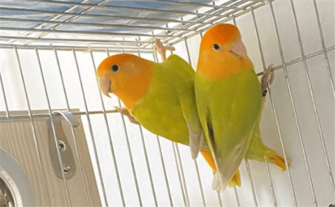 Can the golden-headed peony parrot speak?