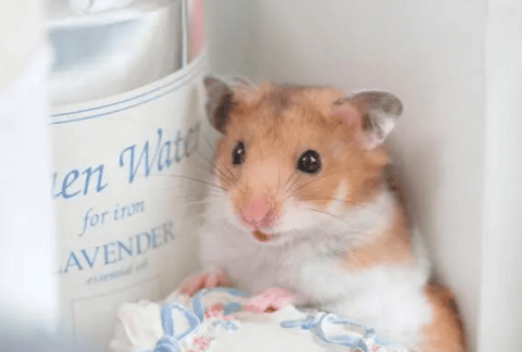 The difference between golden bears and hamsters revealed: allowing you to easily identify the identities of cute pets