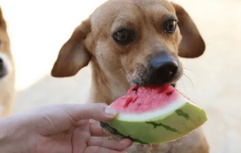 Dogs eating these 6 kinds of fruits are more nutritious than eating dog food. Pet owners should hurry up and feed them.