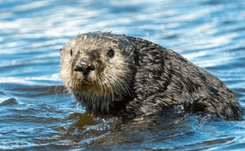 Sea otters, irresistible animals