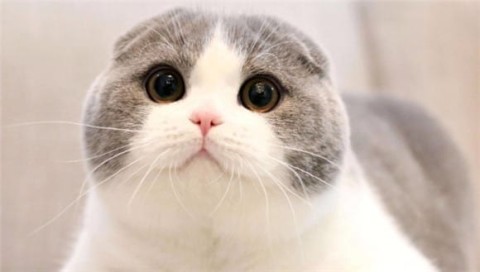 Exploring the Scottish Fold Cat: Elegant as a Highland Elf, a tender companion with unique ears