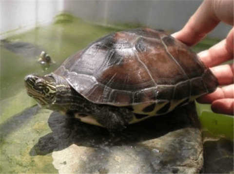 Turtles with Flowers and Grasses - The perfect combination of Chinese grass tortoises and Chinese flowered turtles