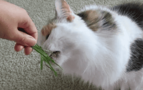 Is it harmful if a cat sucks too much catnip?