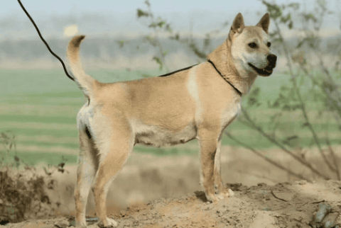 How much does a Guangxi native hound cost?