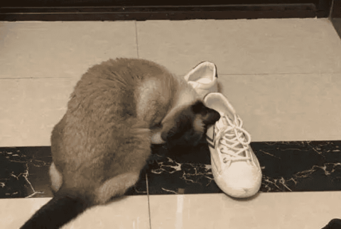 Cats like to chew shoes