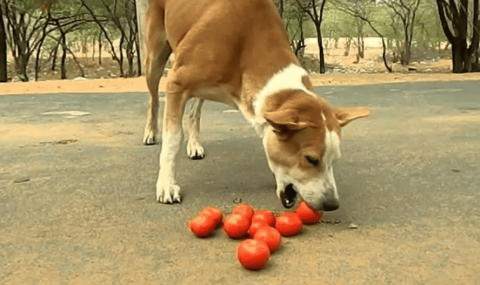 Can dogs eat tomatoes? Why