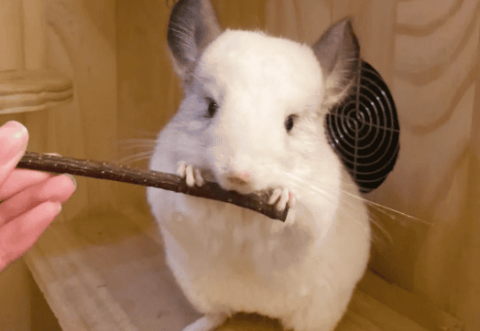 The maximum size a chinchilla can grow depends on the owner's feeding method.