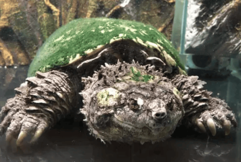 Let’s see how much you know about the crocodile turtle~