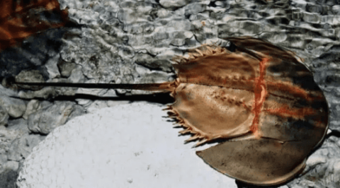 Do horseshoe crabs have medicinal value?