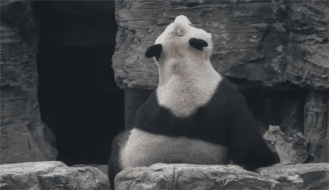 What is the difference between the lifespan of giant pandas in the wild and in captivity?