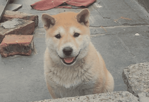 The yellow dog with its white chest is so stunned that its owner is prosperous