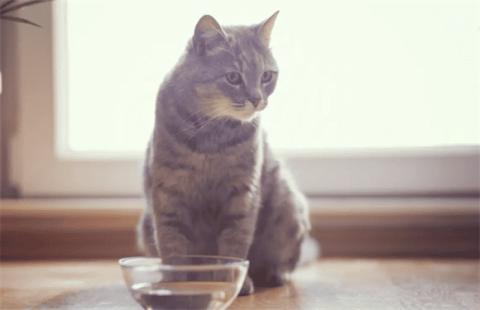 Haizhige Cat’s Guide to Cheating Water